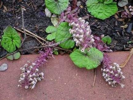 Le proprietà del farfaraccio I fiori nel web