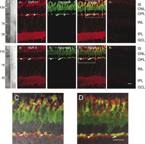 Glycine Receptors Are Functionally Expressed On Bullfrog Retinal Cone