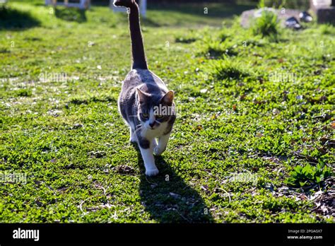 house cat walking tail  res stock photography  images alamy