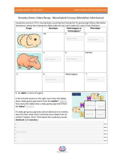 Amoeba Sisters Monohybrid Cross Interactive Worksheet Edform