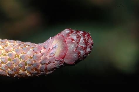 Picea Asperata Pinaceae Image At Phytoimages Siu Edu