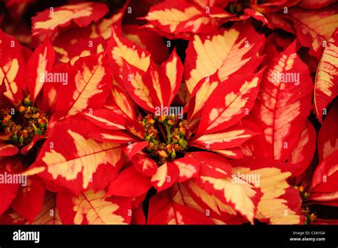 Carlsbad Flower Fields Stock Photo - Alamy