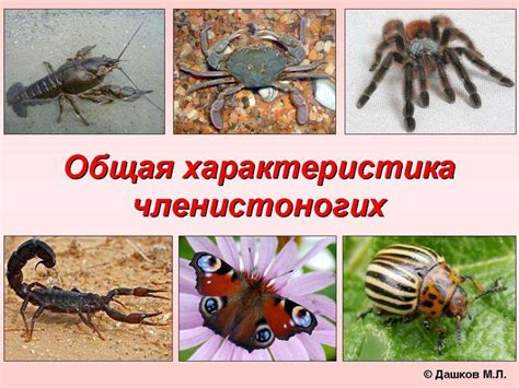 тип членистоногие - презентация онлайн