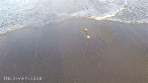 Sea Gooseberries On Co Wexford Beach Youtube