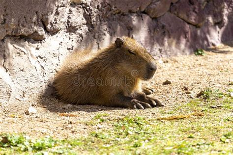 Capibara O Capybara Hidrochoerus Hidrochaeris Mayor Foto de archivo ...