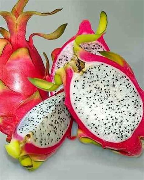 Pitaya ADULTE Hylocereus Undatus Pitaya Ou Fruit Du Dragon Couleur