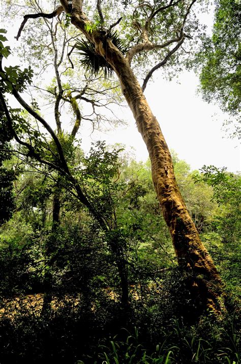 Free Images Tree Nature Wilderness Branch Sunlight Leaf Flower