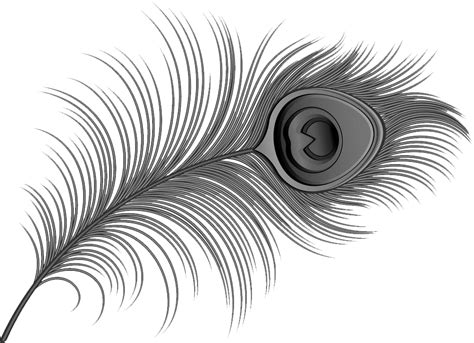 Black And White Peacock Feather Images