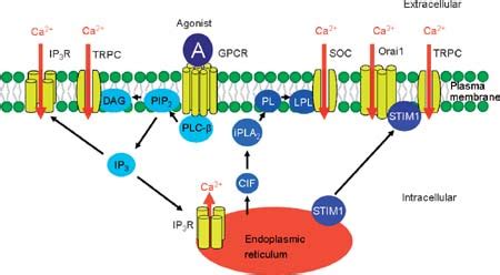 Schematic Representation Of An Agonist Induced Ca2 Influx Network