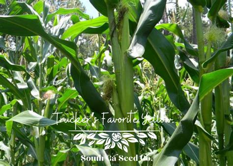 Heirloom Truckers Favorite Yellow Corn Seeds South Ga Seed Co