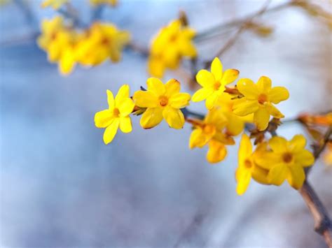 Caring For Winter Jasmine - Winter Jasmine Information And Growing Tips