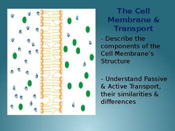 Cell Membrane And Transport Ppt By BioDiva TPT