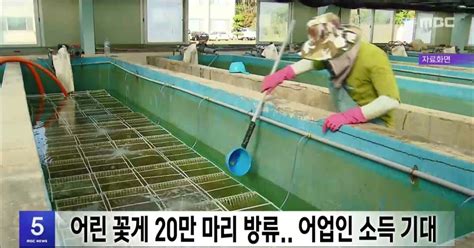 어린 꽃게 20만 마리 방류어업인 소득 기대