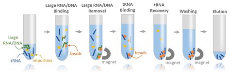 Magnetic Beads Trna Purification Trna Purification