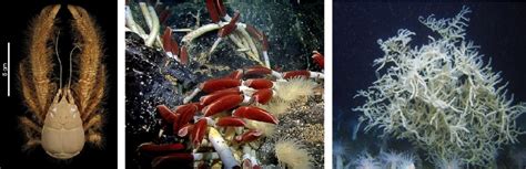 Deep Ocean Benthic Organisms Most Often Feed on