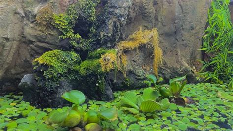 An Aquarium With Plants And Rocks In The Water