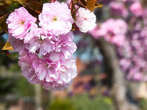 Flores De Cerejeira Sakura Foto Gratuita No Pixabay Pixabay