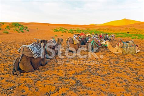 Foto De Stock Los Camellos En El Erg Chebbi Desierto Marruecos Africa