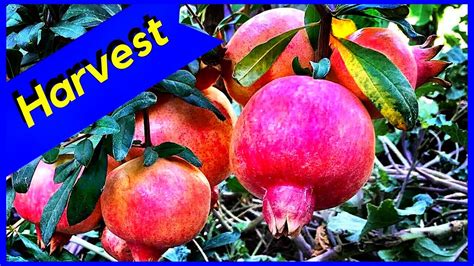 Pomegranate Tree Great Harvesting Youtube