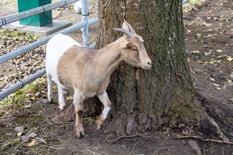 The West African Dwarf Goat Is A Traditional Breed Of West And Central