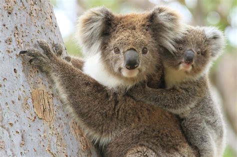 Animais Amea Ados De Extin O Pelas Mudan As Clim Ticas