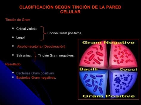 Diferencias Entre Bacterias Gram Positivas Y Gram Negativas