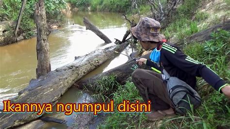 Ternyata Ikan Nya Sembunyi Di Bawah Tumpukan Kayu Youtube