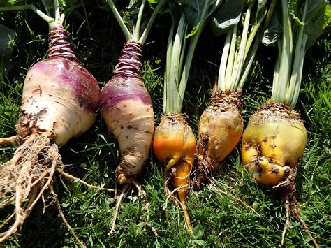 Real Food Encyclopedia - Rutabaga - FoodPrint