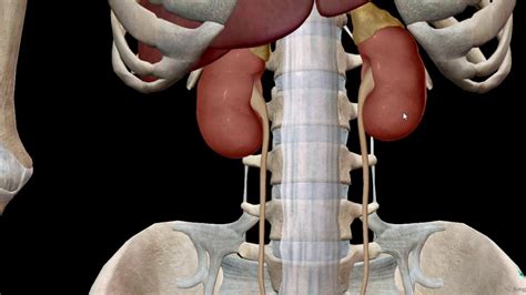 Anatomia De Los Rinones