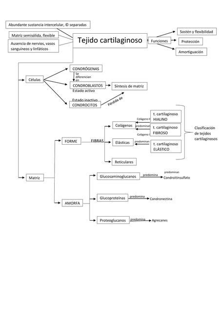 Tejido Cartilaginoso Oseo Kinefisiatr A Udocz