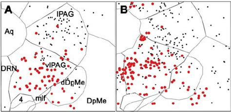 Activated GABAergic Neurons In The VlPAG DpMe Region After Paradoxical