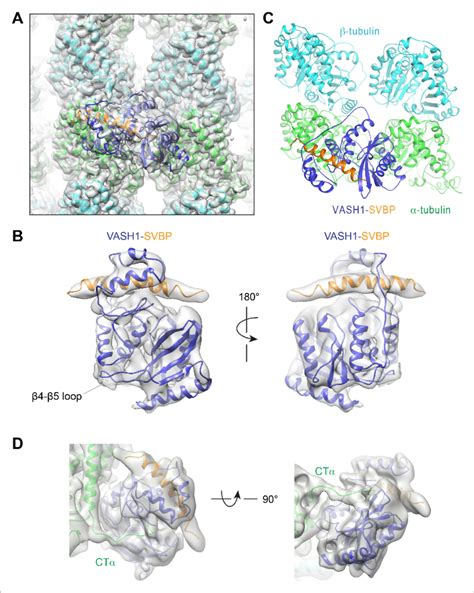 Cryo EM Structure Of VASH1 SVBP Bound To GMPCPP Stabilized