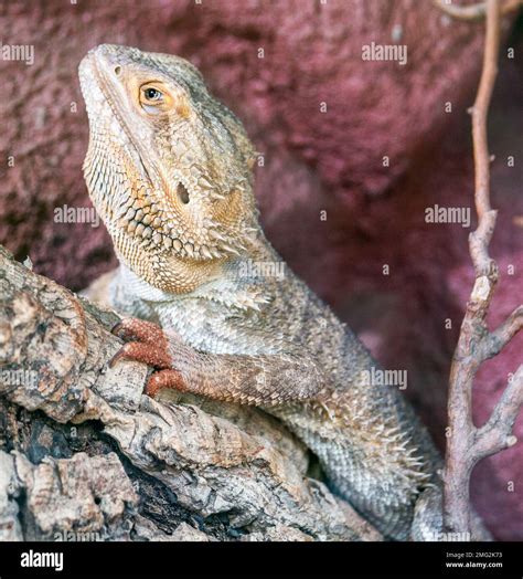 zoo animals in germany Stock Photo - Alamy