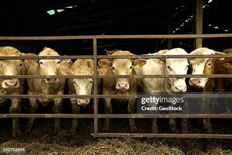 211 Guernsey Cattle Stock Photos, High-Res Pictures, and Images - Getty ...