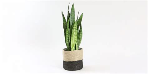 Growing Snake Plants Dracaena Trifasciata Indoors Plantcarefully