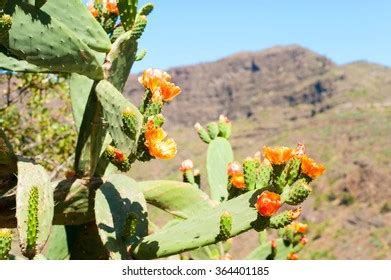 Prickly Pear Island Images Stock Photos Vectors Shutterstock