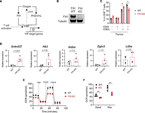 Frontiers The Factor Inhibiting Hif Regulates T Cell Differentiation