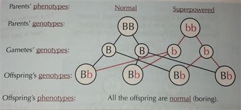 Paper 2 Genetic Diagrams Flashcards Quizlet