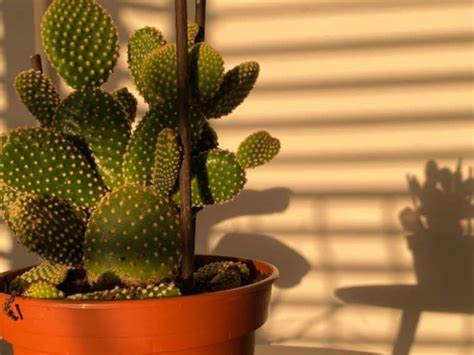 This Is How To Cut And Propagate A Cactus Easily Cactusway