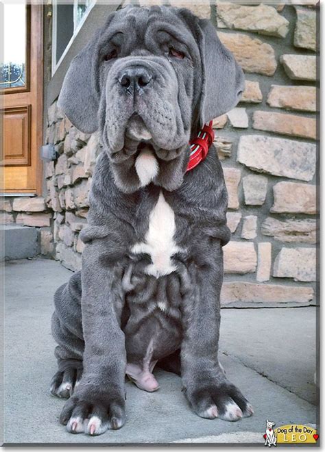 Meet Leo The Majestic Neapolitan Mastiff