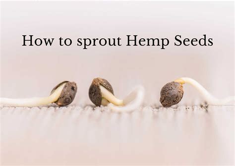 Hemp Seeds A Nutritional Powerhouse For The Health Conscious — Valley Of Foods