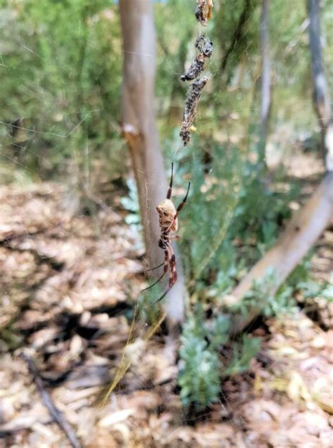 Golden Orb Weaver Web Ausemade