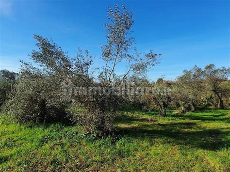 Terreno Agricolo Via Lelio Lorenzetti Genzano Di Roma Rif 100806627