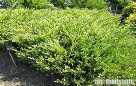 Можжевельник горизонтальный "Andora Variegata" (Андорра Вариегата ...
