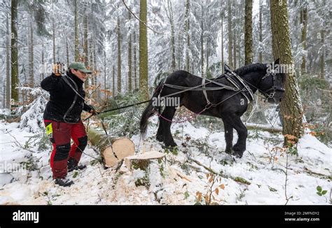 Janvier Saxe Gelenau Ines Buchhold Mandate Son Cheval