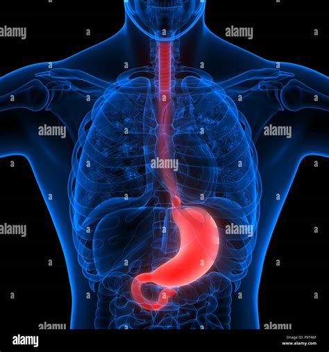 Human Digestive System Stomach Anatomy Stock Photo - Alamy