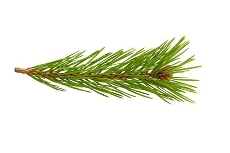 Premium Photo Green Natural Pine Branch Isolated On White Background