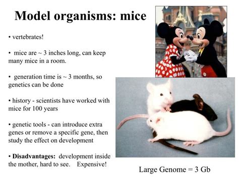 Ppt Model Organisms Mice Powerpoint Presentation Free Download Id