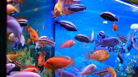 Colorful Aquarium Tank Filled Beautiful Fishes Of Different Sizes Swim