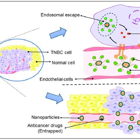 Schematic Illustration Of The Passive Targeting Epr Effect And The Download Scientific